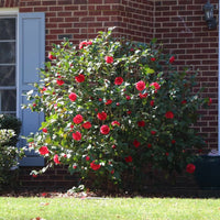 Camellia Kramer's Supreme-Magnificent Red Blooms