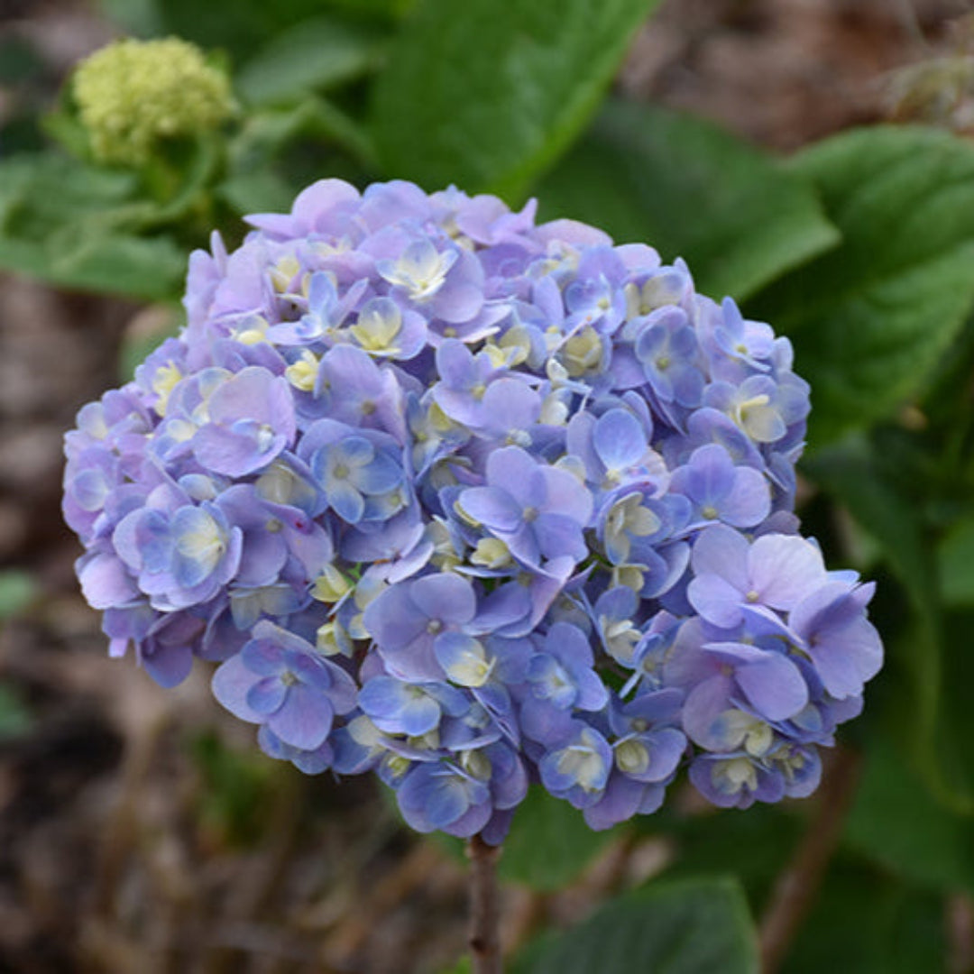 Dear Dolores Hydrangea