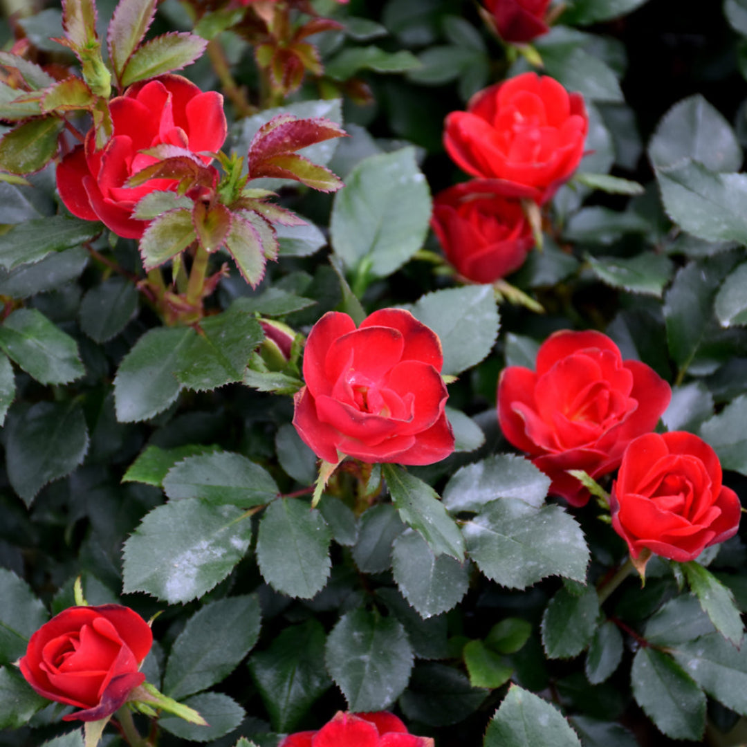 Petite Knock Out Rose