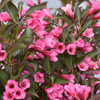 Wine & Roses Weigela