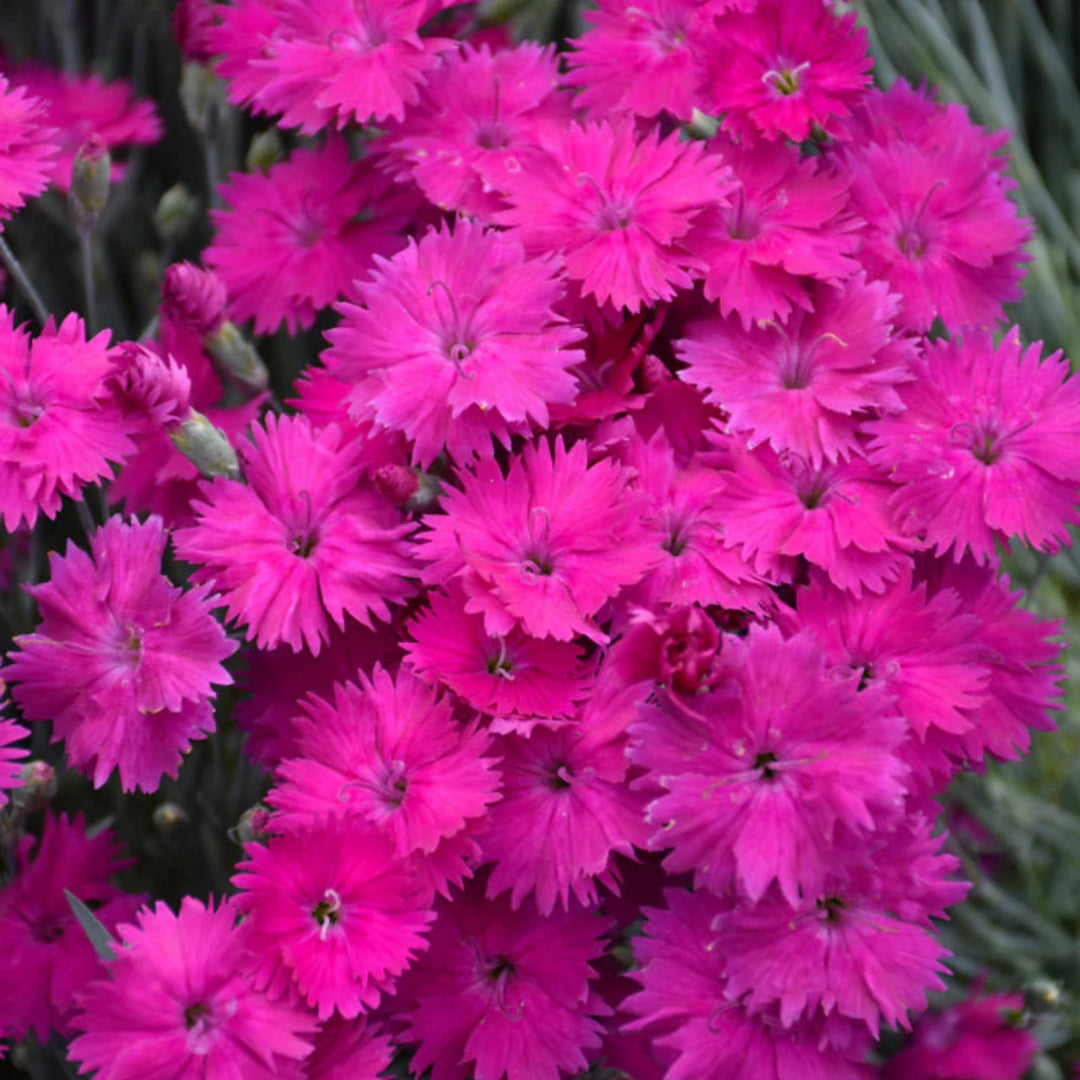 Dianthus X &