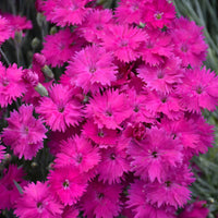 Dianthus X 'Neon Star 10 count flat of 4" pots - [EG]