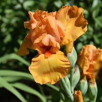 Iris germanica 'Savannah Sunset' - [EG]