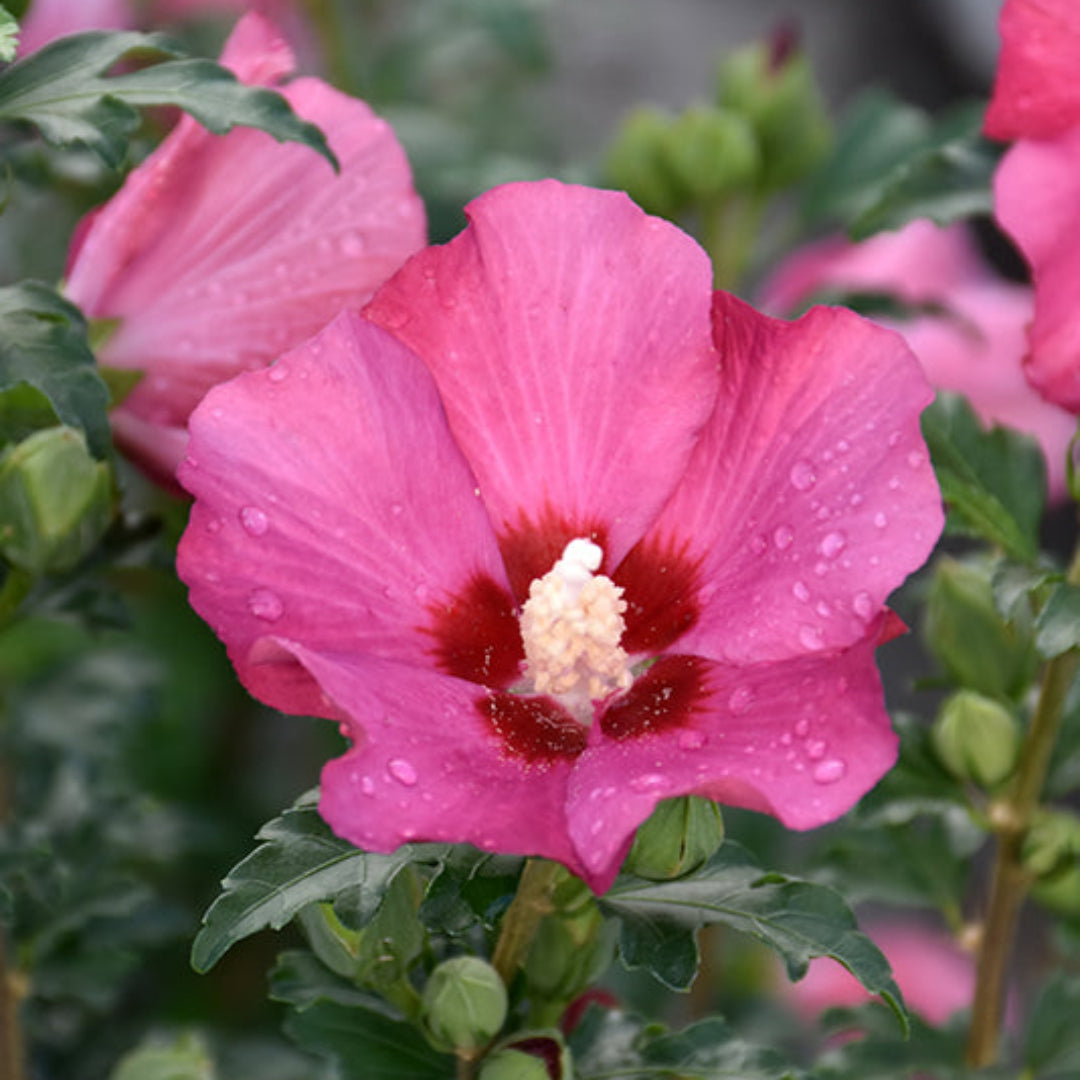 Mature Pink Rose of Sharon shrub