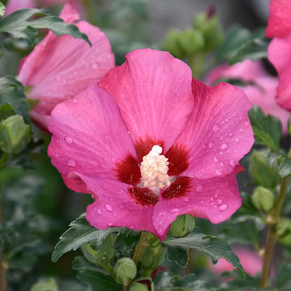 Mature Pink Rose of Sharon shrub