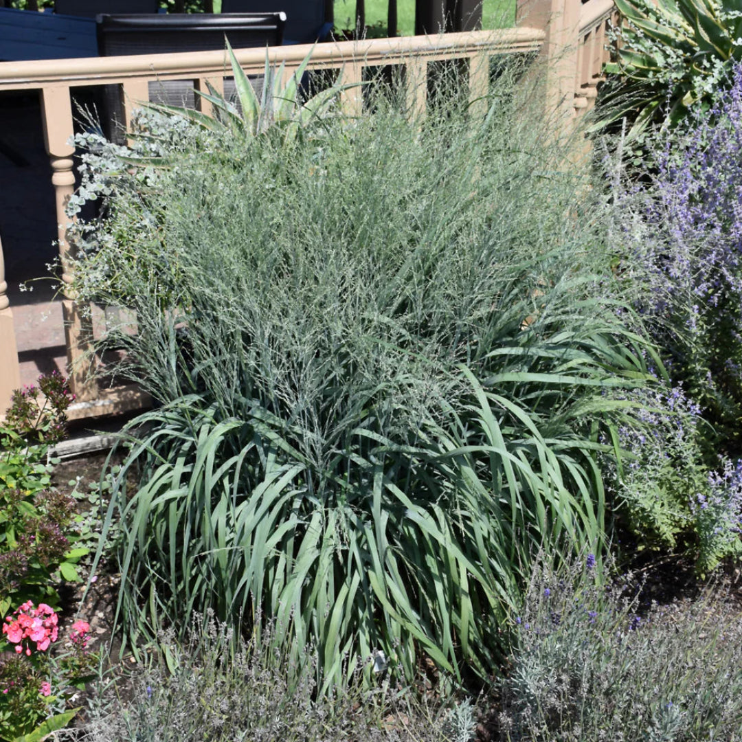 Grass: Panicum v. Prairie Winds &