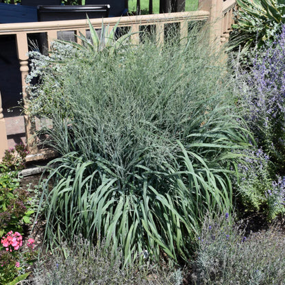 Grass: Panicum v. Prairie Winds &