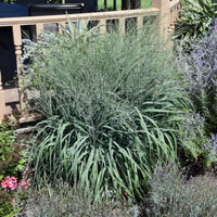 Grass: Panicum v. Prairie Winds 'Niagara Falls' - [EG]