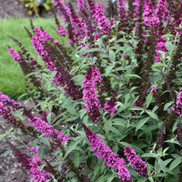 Li'l Rberry Butterfly Bush