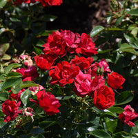 Rosa ‘Meitraligh’ Brick House® Floribunda Rose
