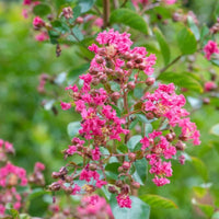 Crape Myrtle Carolina Beauty