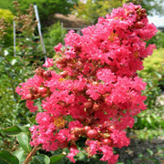 Tuscarora' Crape Myrtle, Coral Pink Flowers, Gorgeous Fall Color