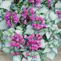 Lamium maculatum 'Red Nancy'