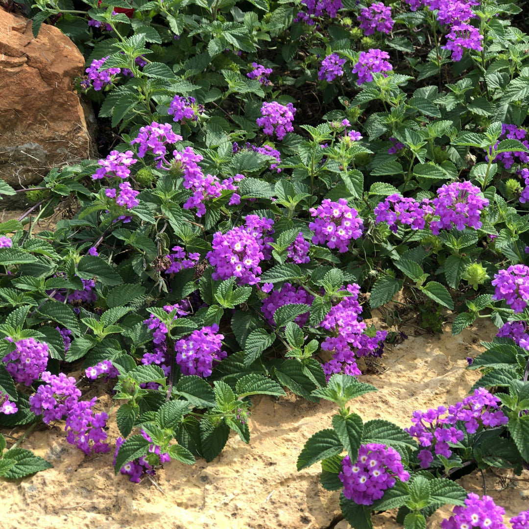 Lantana &