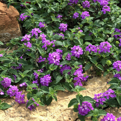 Lantana &