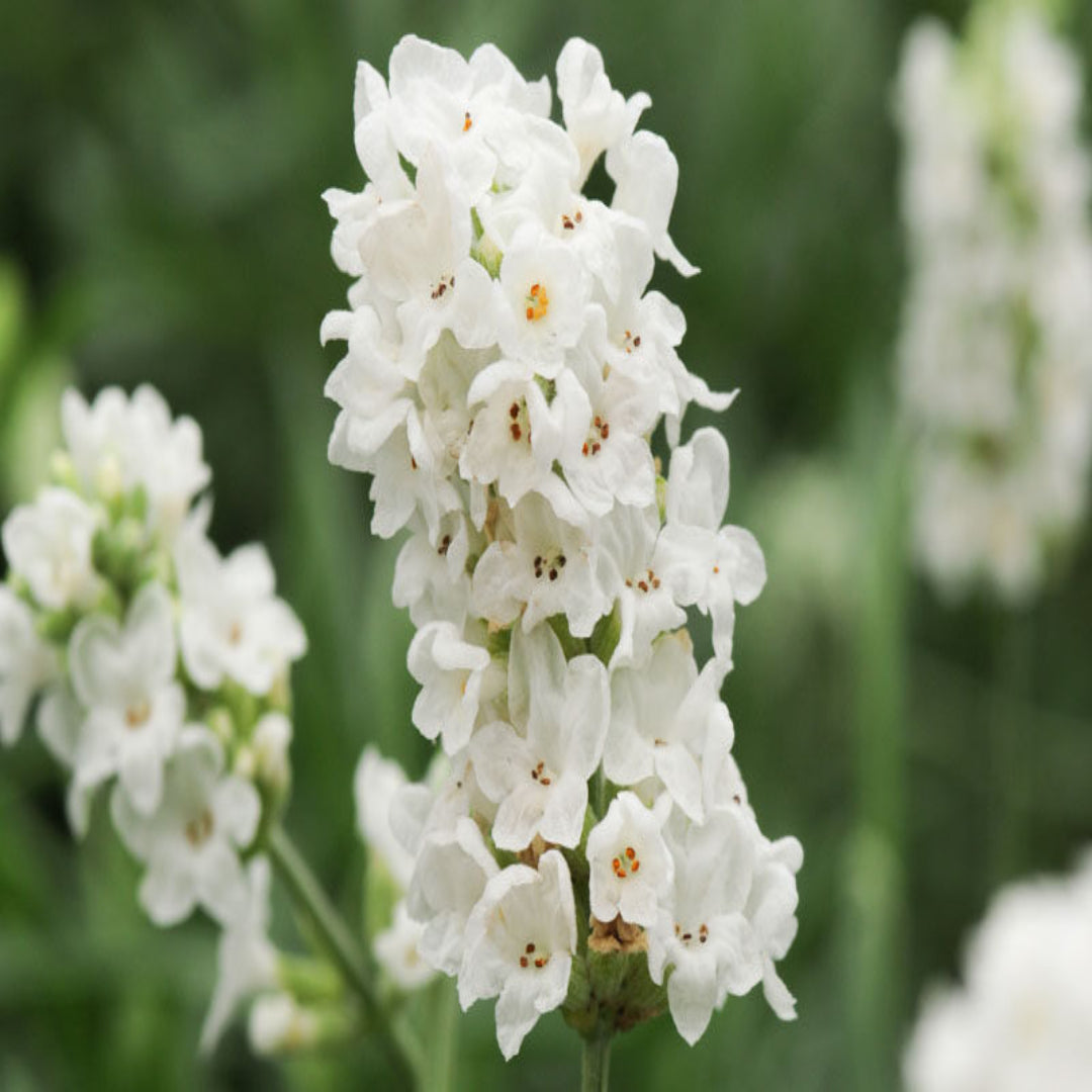 Lavandula &