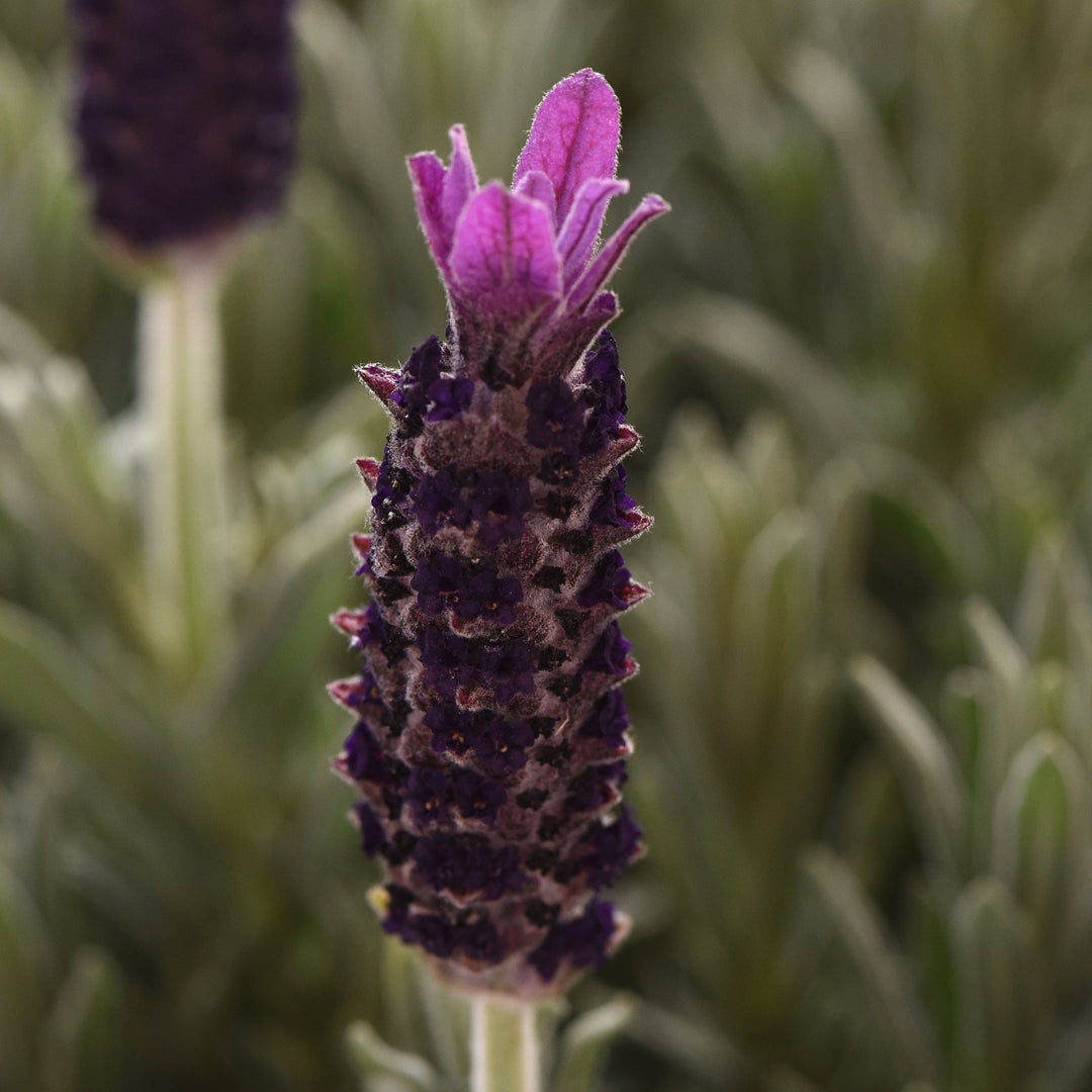 Lavandula stoechas &