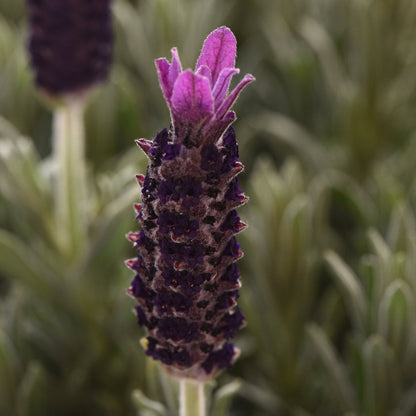 Lavandula stoechas &