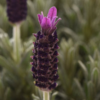 Lavandula stoechas 'Anouk' Spanish Lavender - [EG]