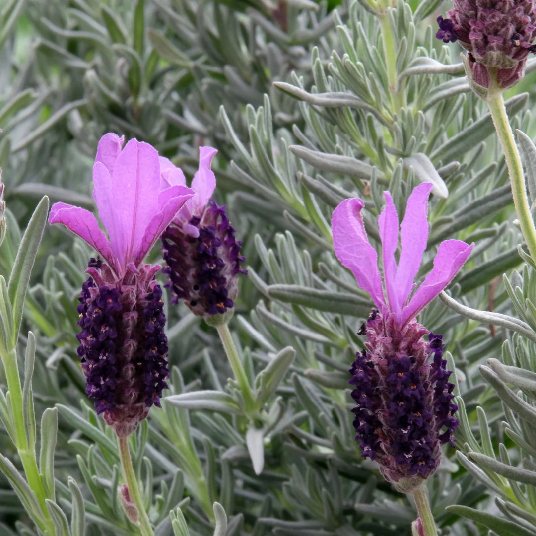 Lavandula stoechas &