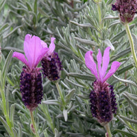 Lavandula stoechas 'Anouk' Spanish Lavender - [EG]