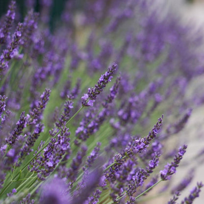 Lavandula X Intermedia &