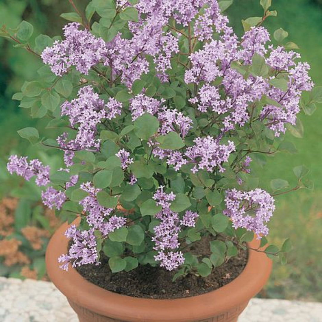 Palibin Lilac