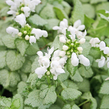 Lamium maculatum &