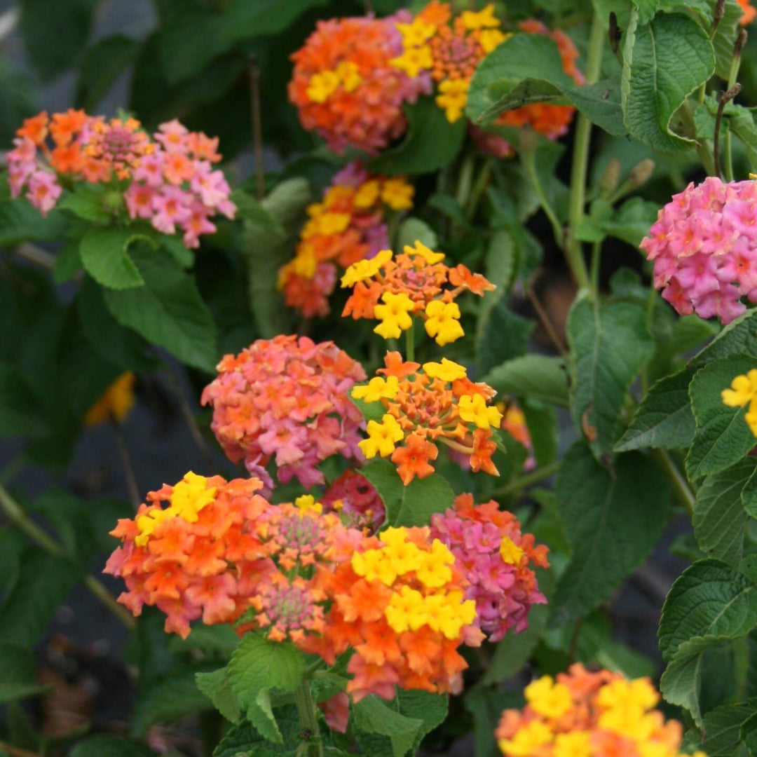 Lantana camara &