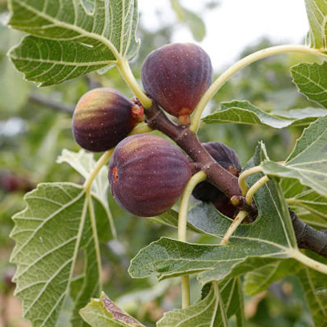 Lousiana Purple Fig