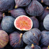 Fig