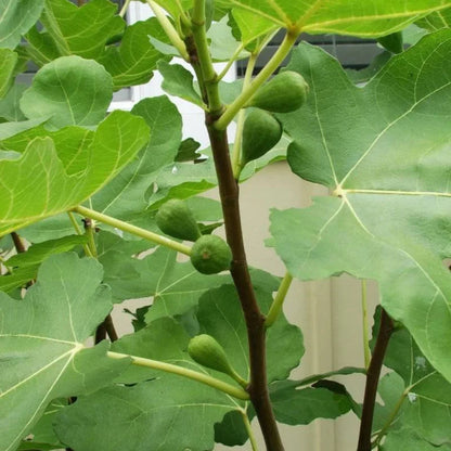 LSU Purple Fig Tree planted in sunny garden bed