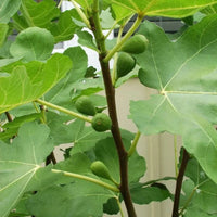 LSU Purple Fig Tree planted in sunny garden bed