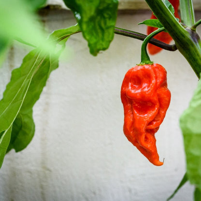 Ghost Pepper Plant , Hottest Chili Pepper