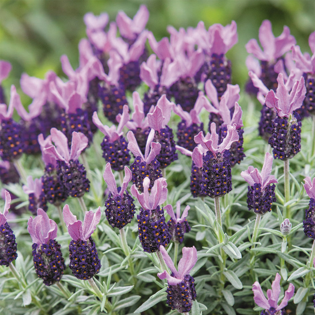 Lavandula &
