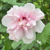 Double pink Lady Stanley Althea flowering tree showing upright tree form structure