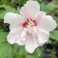 Close view of double pink Rose of Sharon blooms on Lady Stanley Althea tree