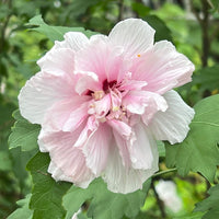 Hibiscus syriacus Lady Stanley Althea tree with summer pink flowers outdoors