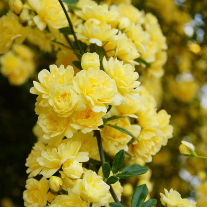 Climbing Yellow Lady Banks Rose plant with yellow blooms