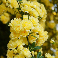 Climbing Yellow Lady Banks Rose plant with yellow blooms