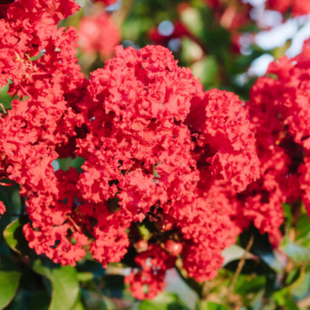 Close-up of bright red flowers with green leaves