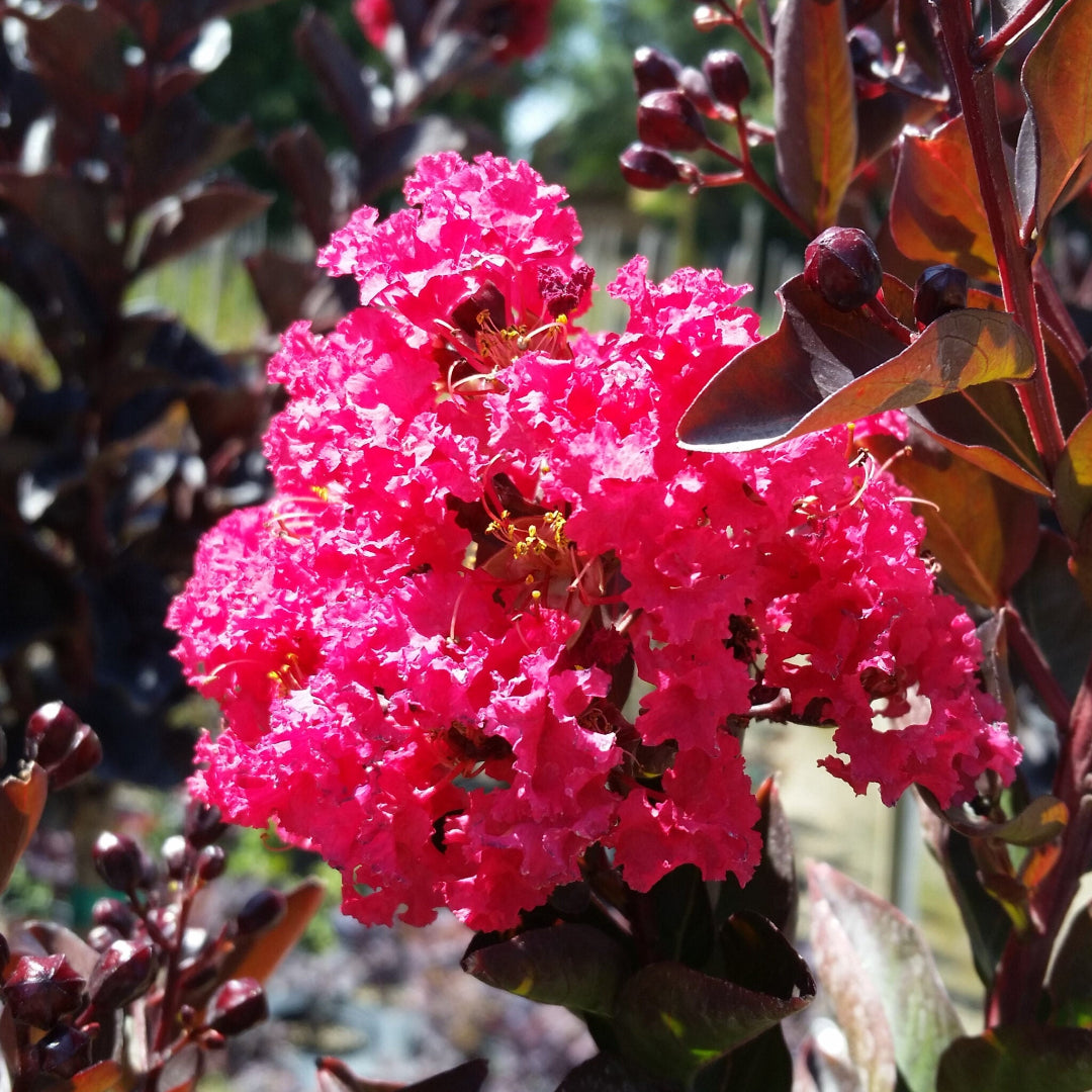 Double Dynamite Crape Myrtle