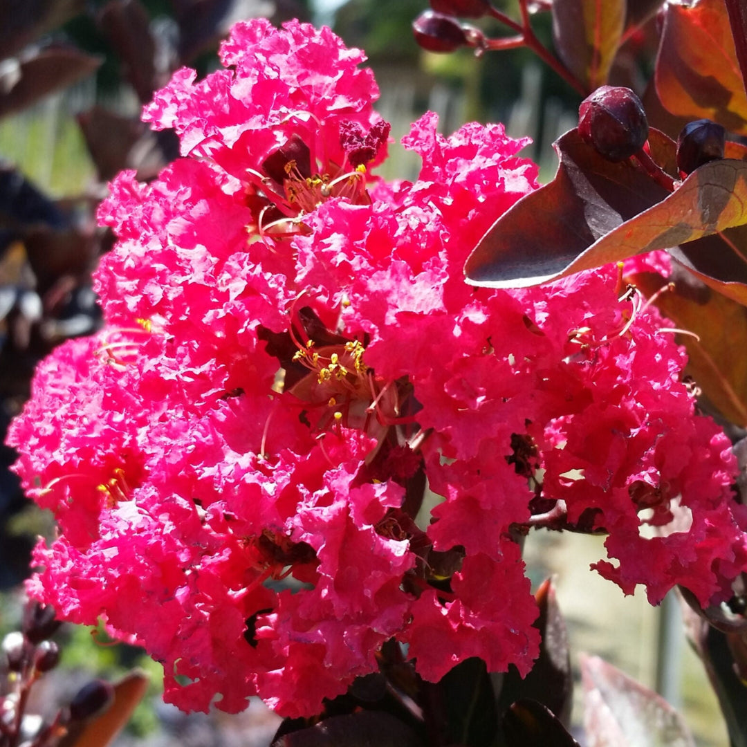 Dynamite Crape Myrtle Tree with vibrant red flowers