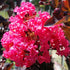Dynamite Crape Myrtle Tree with vibrant red flowers
