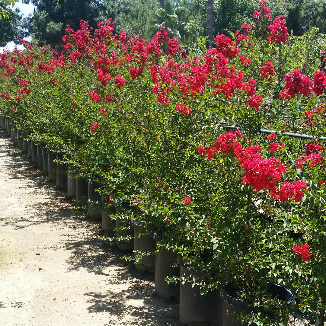 Lagerstroemia Dynamite Tree with red summer blooms