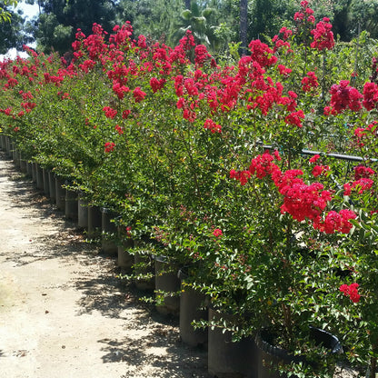 Lagerstroemia Dynamite Tree with red summer blooms