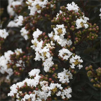 Lagerstroemia 'Like a Latte' Dwarf Crapemyrtle - [EG]