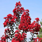 Double Dynamite Crape Myrtle