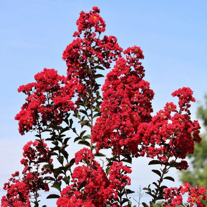 Double Dynamite Crape Myrtle