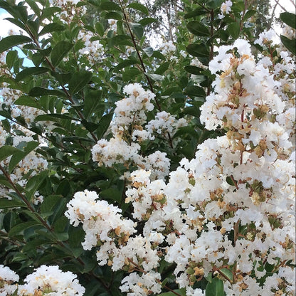 Acoma White Crape Myrtle